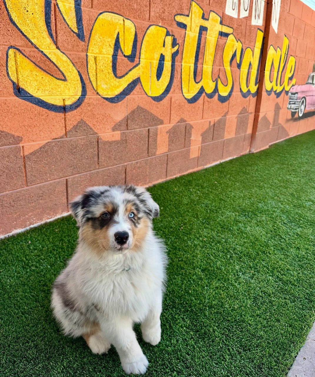 Kate - Australian Shepherd Puppy